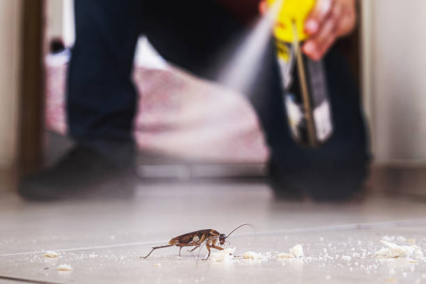 Best Spider Control Near Me  in Ashland, WI